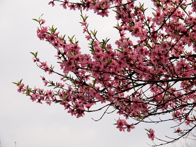 [Tree branches have a plethora of pink blooms with a few small green leaves between the blooms.]